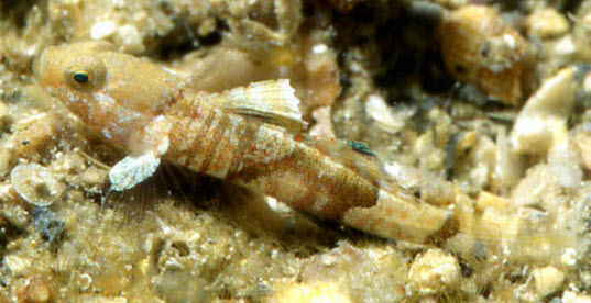 Lebetus guilleti_003